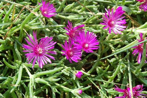 Delosperma Purple Ice Plant Properties Uses And Benefits Freak Of Natural