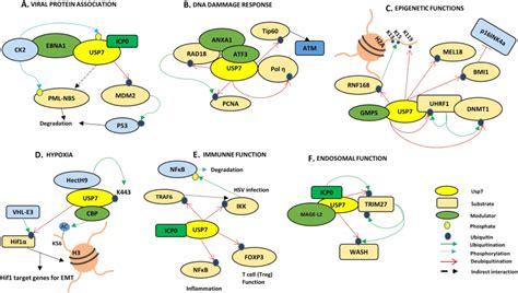 emerging insights  hausp usp  physiology cancer