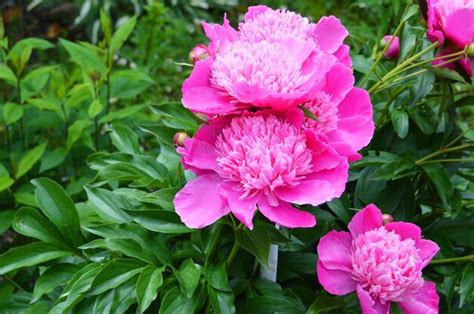 Premium Photo | Bright pink blooming peonies on the site