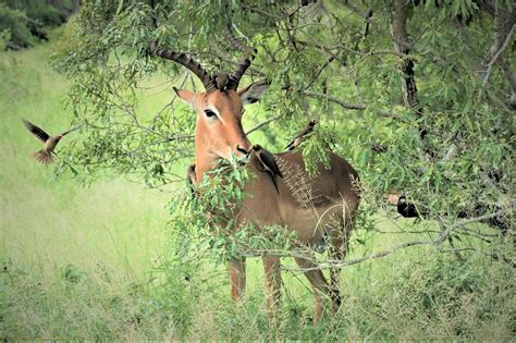 Days Lake Mburo Wildlife Safari Standard Gorilla Safaris