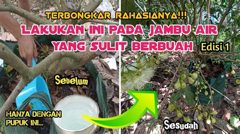 Cara Pemupukan Jambu Air Agar Cepat Berbuah Jambu Madu Deli Hijau