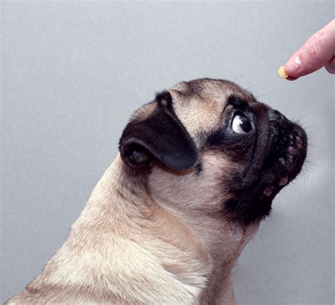 5 Fun Dog Tricks For Your Pug | Kooky Pugs