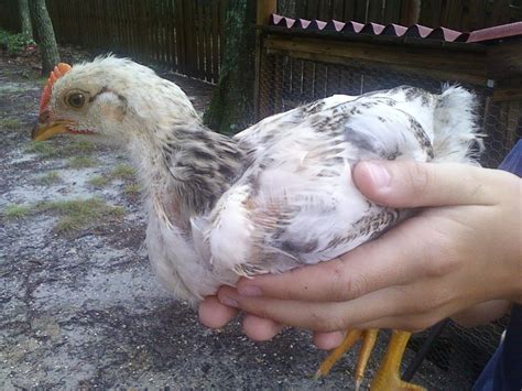 Determining Sex For Bumble Bee BackYard Chickens Learn How To Raise