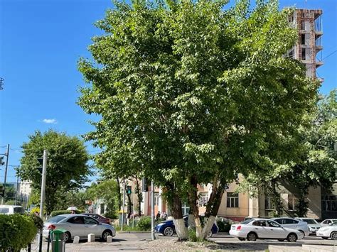 Улиас модонд тариа хийх ажил 50 хувьтай явж байна