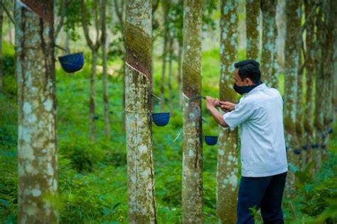 Jurus Kementan Bantu Petani Dongkrak Produksi Karet Nasional