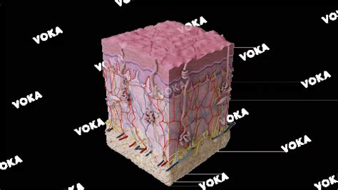 Thick skin histology image - 30120 | Voka shop
