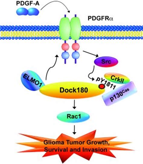 JCI - Activation of Rac1 by Src-dependent phosphorylation of ... 
