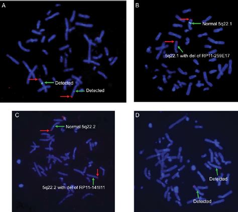 Dual Fluorescence In Situ Hybridization Using Bacterial Artificial