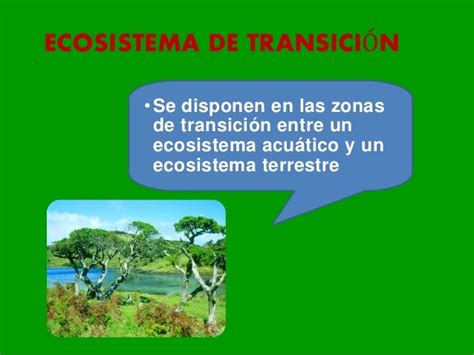 Tipos De Ecosistemas En El Peru 5to Primaria