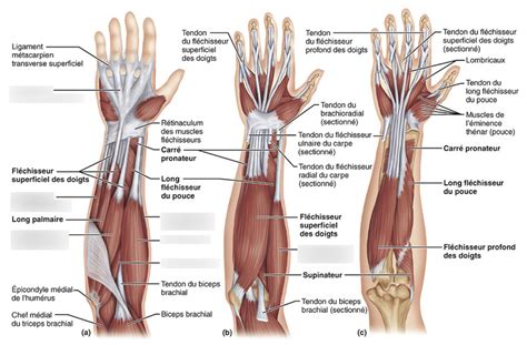 Muscles De L Avant Bras Diagram Quizlet