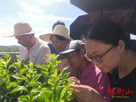 县农业农村局开展柑橘黄龙病绿色防控技术培训会 衡山县人民政府门户网站