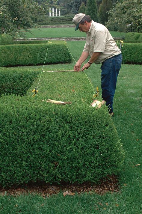 How To Trim A Formal Hedge Finegardening Garden Hedges Trimming