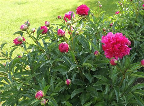 Reasons Peonies Dont Bloom Laidback Gardener