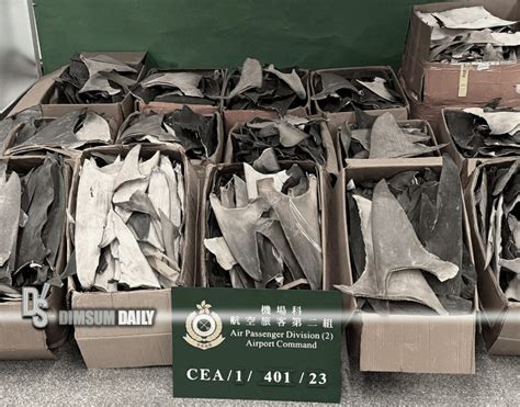 Hong Kong Customs Seizes Large Quantity Of Smuggled Endangered Shark