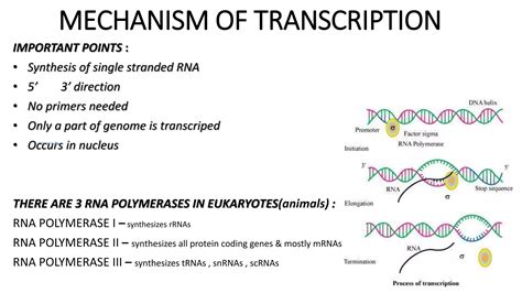 Mechanism Of Transcription Prashantpptx