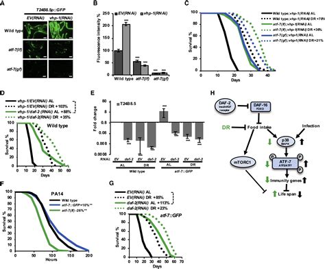 Dietary Restriction Extends Lifespan Through Metabolic Regulation Of Innate Immunity Cell