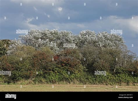 White Poplar Populus Alba Trees Blowing In The Wind In Woodland