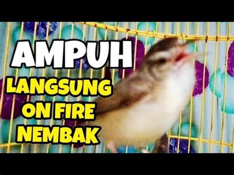 Burung Ciblek Sawah Betina Birahi Gacor Panggil Jantan Ampuh Buat