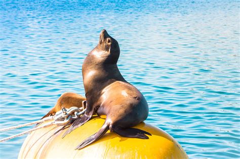 Seal Ocean Animal Free Photo On Pixabay