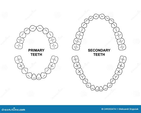 Primary Teeth Dentition Anatomy Child Upper And Lower Jaw Child Tooth