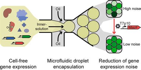 Noise Minimization In Cell Free Gene Expression ACS Synthetic Biology