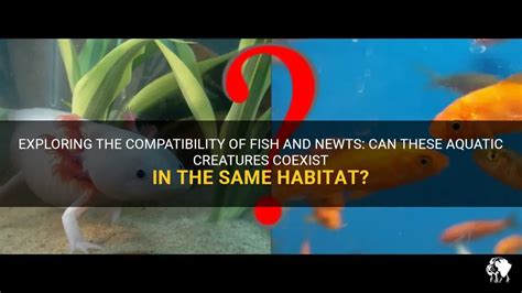 Exploring The Compatibility Of Fish And Newts: Can These Aquatic Creatures Coexist In The Same ...