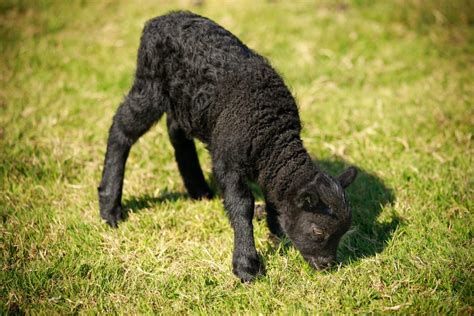 Shetland Sheep Aklah