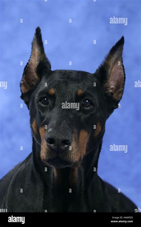 Doberman perro hi-res stock photography and images - Alamy