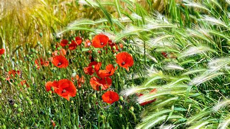 Poppies Bulir Ladang Jagung Foto Gratis Di Pixabay Pixabay