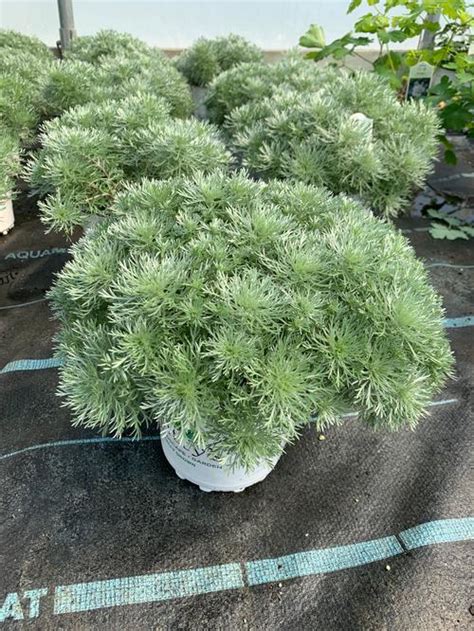 Wormwood Artemisia Schmidtiana Silver Mound From Growing Colors