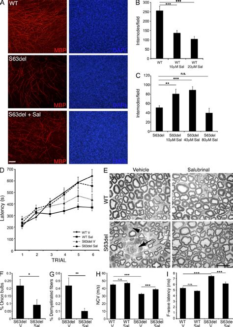 Salubrinal Improves Myelination In S63del DRG Explant Cultures And