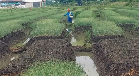 Alokasi Pupuk Subsidi Jenis Urea Dan NPK Di Brebes Bertambah