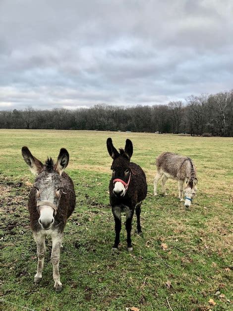 Premium Photo The Three Amigos