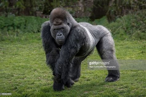 Portrait of a silver back gorilla standing in the typical pose on... | Silver back gorilla ...