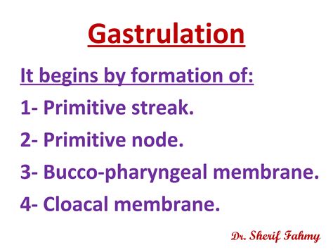 Gastrulation Notochord General Embryology Ppt