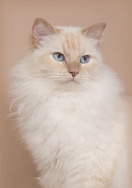 Ragdoll At Breed Information Photo Care History Fello Pet