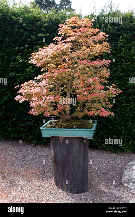 Bonsai Acer Palmatum Deshojo Maple 65years Old Stock Photo Alamy