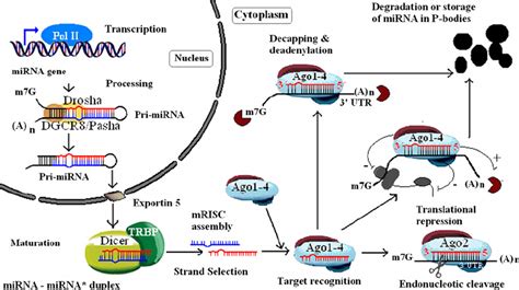 Biogenesis of miRNAs and their mechanism of gene regulation. Argonaute... | Download Scientific ...