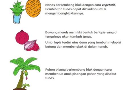 Daftar Jenis Tanaman Dan Cara Berkembang Biak Contoh Tanaman Yang