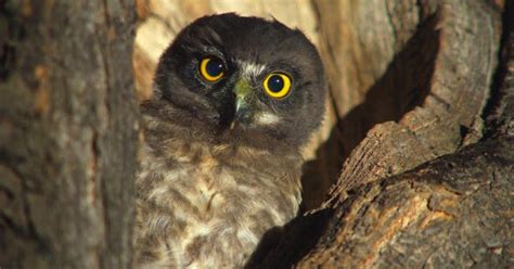 The secret world of owls - CBS News