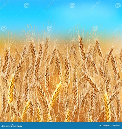 Realistic Vector Wheat Field Stock Vector Illustration Of Growth