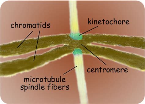 Mitosis And Cytokinesis Biology Libretexts