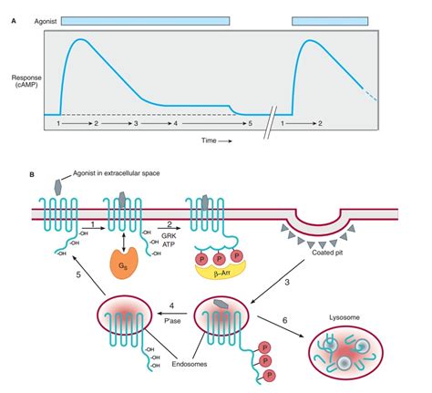 Receptor Regulation