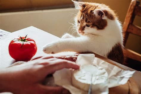 Qu No Pueden Comer Los Gatos Alimentos Prohibidos Para Felinos