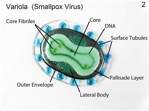 Smallpox 2 Variola Virus Fused Glass Oranment by trilobiteglassworks on ...