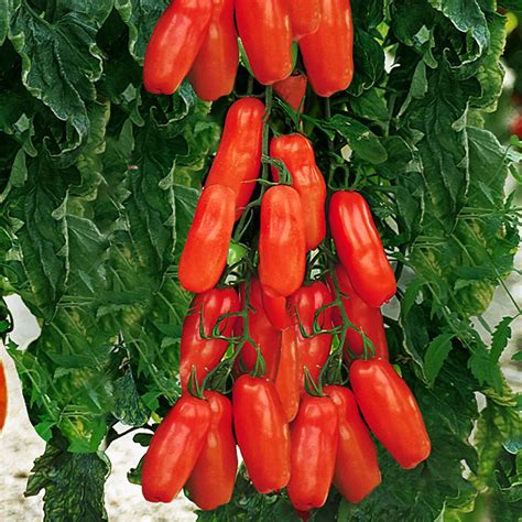 Tomatenpflanze Fleischtomate San Marzano Tuma Red Veredelt Online