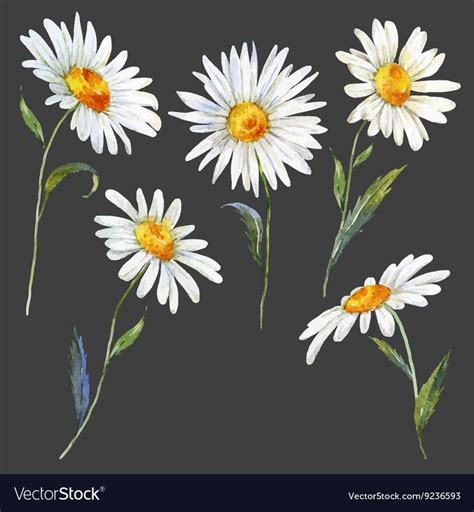 Beautiful Set With Watercolor Hand Drawn Daisies Download A Free