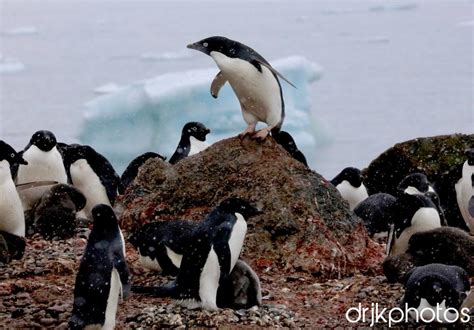 Wildlife In Antarctica Dr Janice Khoo