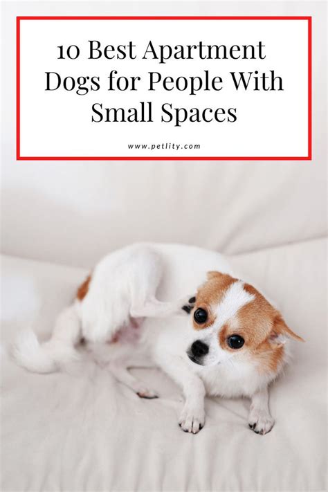 Top 10 Best Apartment Dogs For Small Spaces Artofit