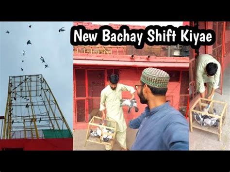 New Baby Pigeon Chat Pr Shift Kiyae Hashim Mahmood Pigeons Youtube